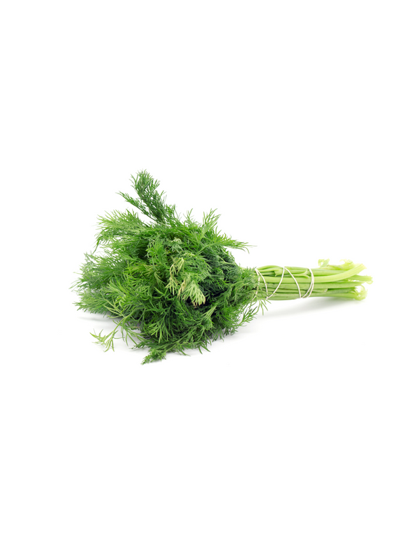 Dill 1 Stück